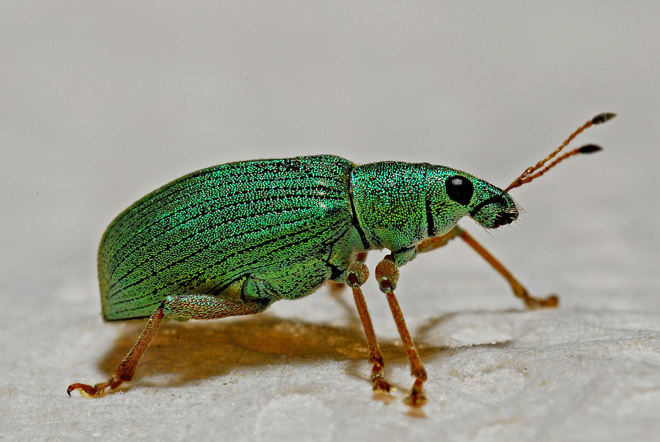 Who Owns the Bug?